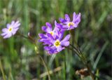 Primula finmarchica
