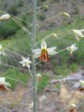 Eremurus soogdianus