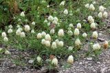 Trifolium apertum