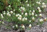 Trifolium apertum. Цветущее растение с кормящимися бабочками. Краснодарский край, Крымский р-н, окр. хут. Новоукраинский, зарастающая техногенная площадка. 03.06.2019.