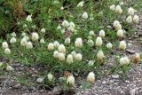 Trifolium apertum. Цветущее растение с кормящимися бабочками. Краснодарский край, Крымский р-н, окр. хут. Новоукраинский, зарастающая техногенная площадка. 03.06.2019.