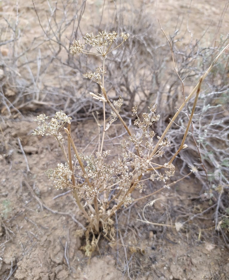 Image of Prangos fedtschenkoi specimen.