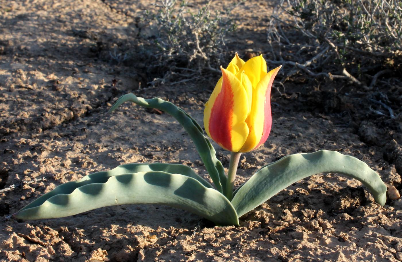 Изображение особи Tulipa alberti.