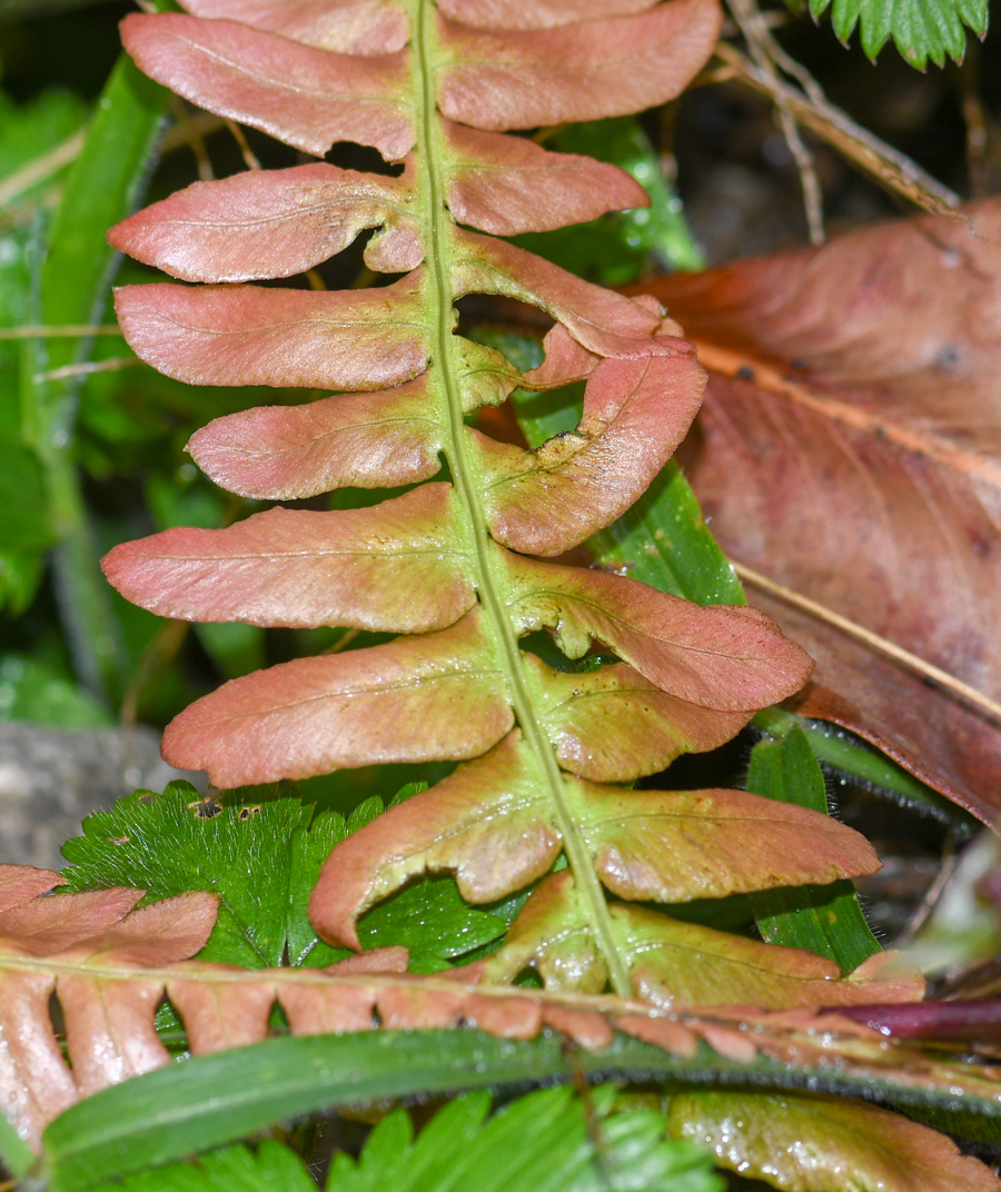 Изображение особи семейство Polypodiaceae.