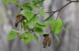 Betula lanata