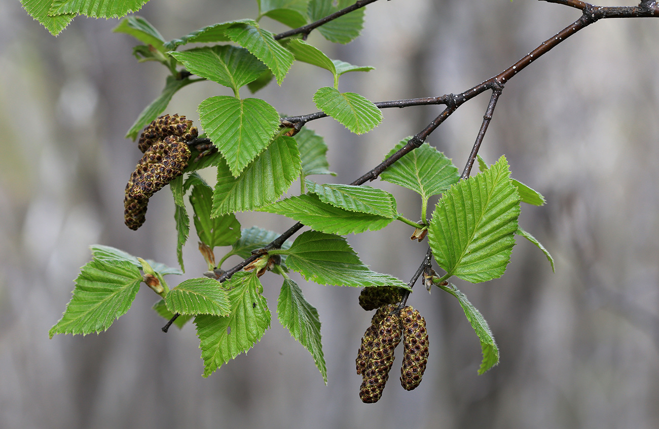 Изображение особи Betula lanata.