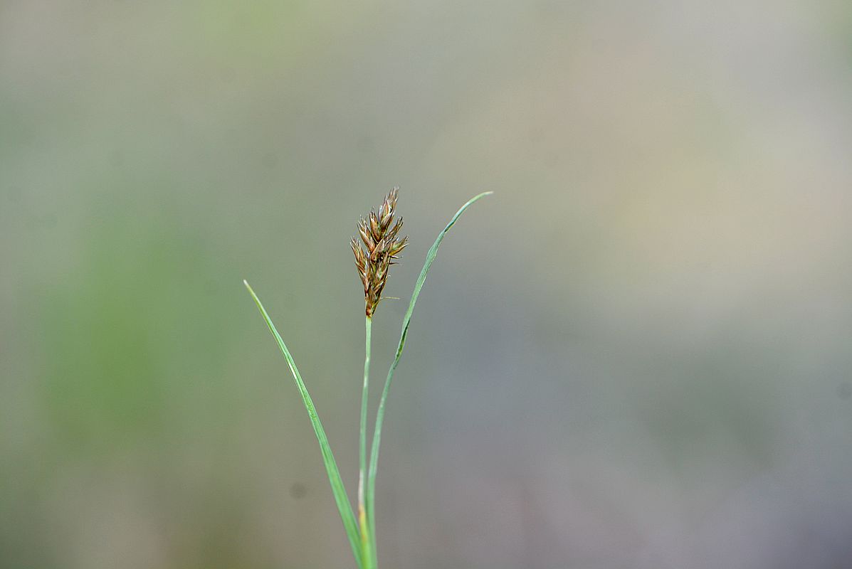 Image of Carex praecox specimen.