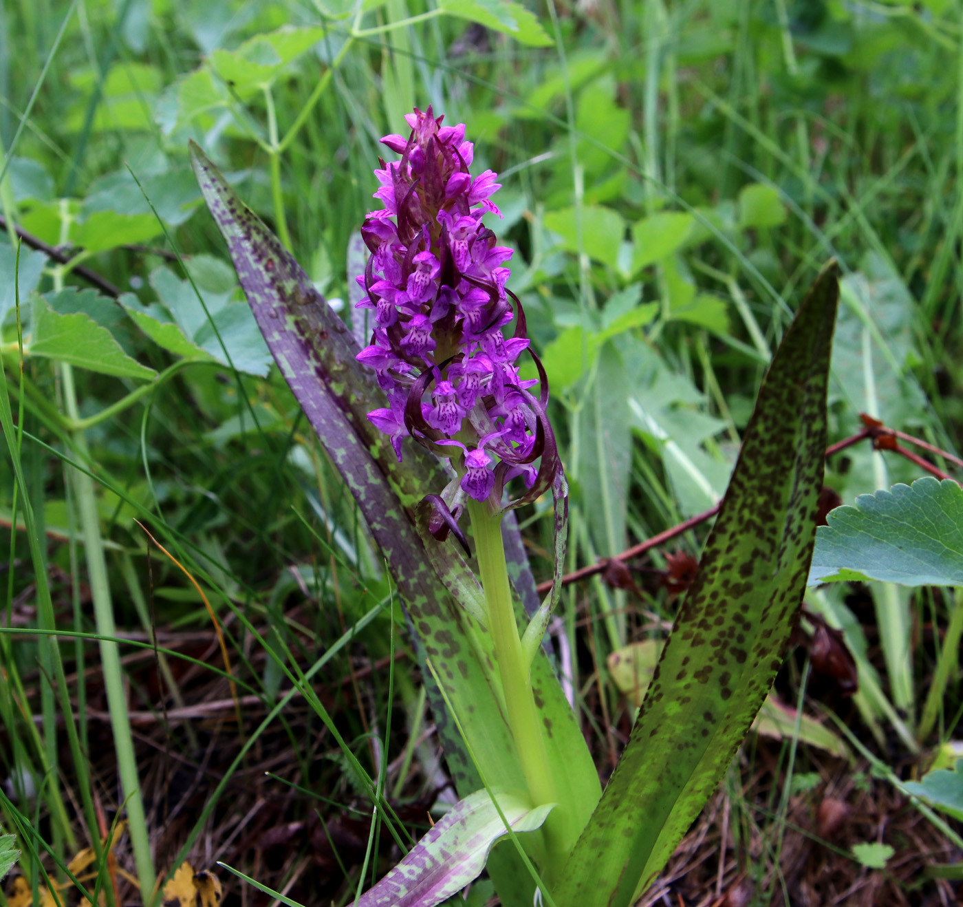 Изображение особи Dactylorhiza incarnata.