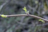 Rubus idaeus. Часть побега с развивающимися листьями. Пермский край, Лысьвенский р-н, долина р. Чусовая, камень Сплавщик, под пологом хвойного леса. 04.05.2021.