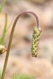 Plantago maritima