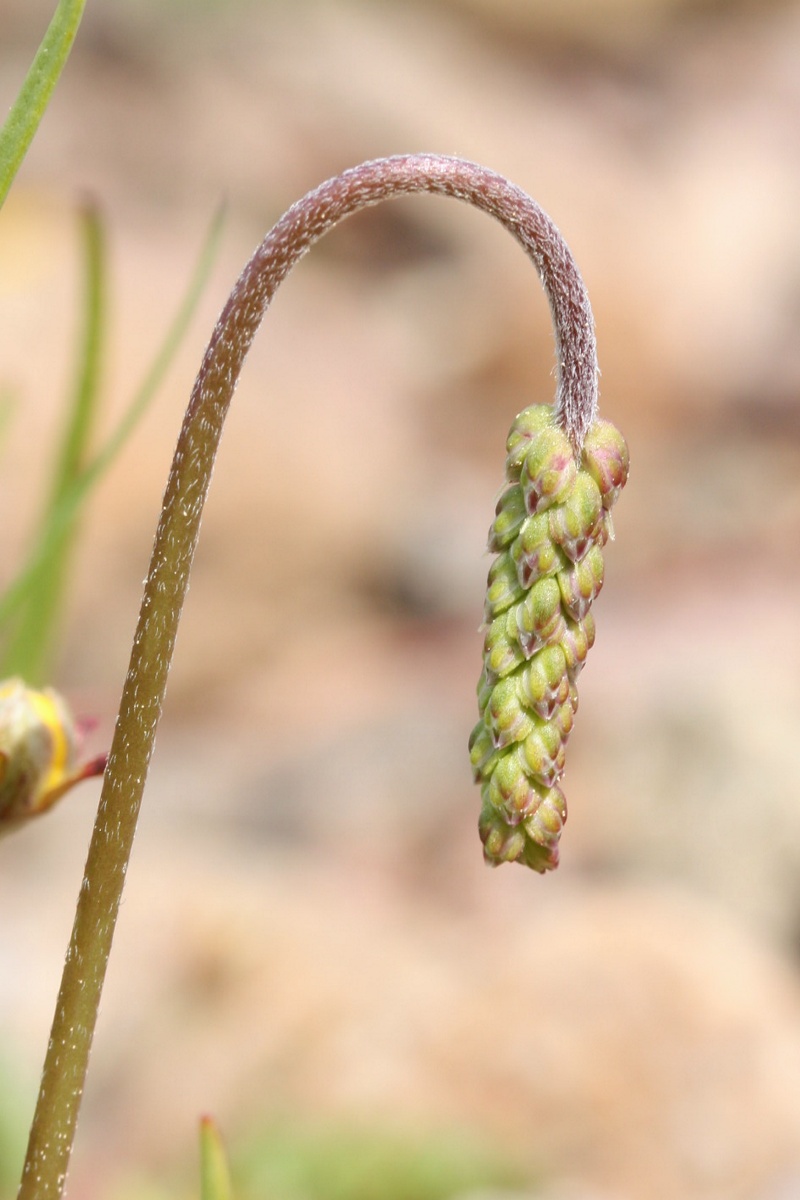 Изображение особи Plantago maritima.