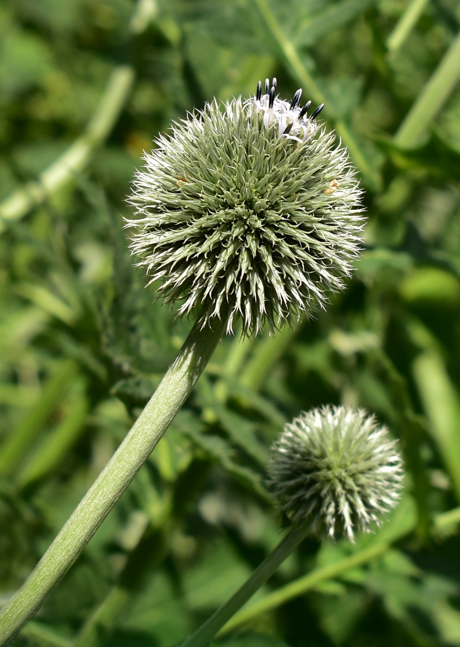 Image of Echinops exaltatus specimen.