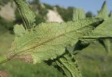 Campanula farinosa. Часть побега с листом. Украина, г. Луганск, балка Мощинский яр, основание склона северо-западной эксп., разнотравно-злаковая степь. 27.07.2021.