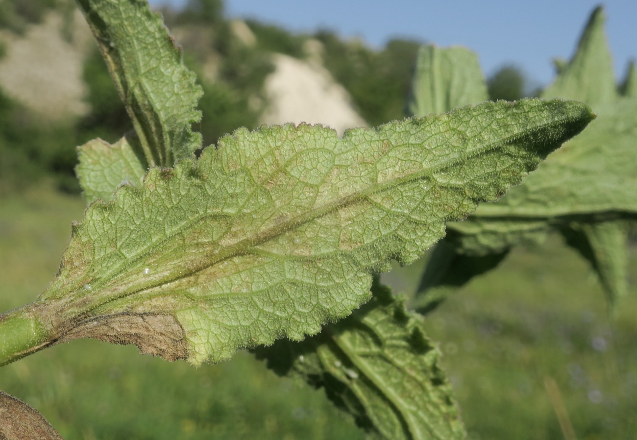 Image of Campanula farinosa specimen.