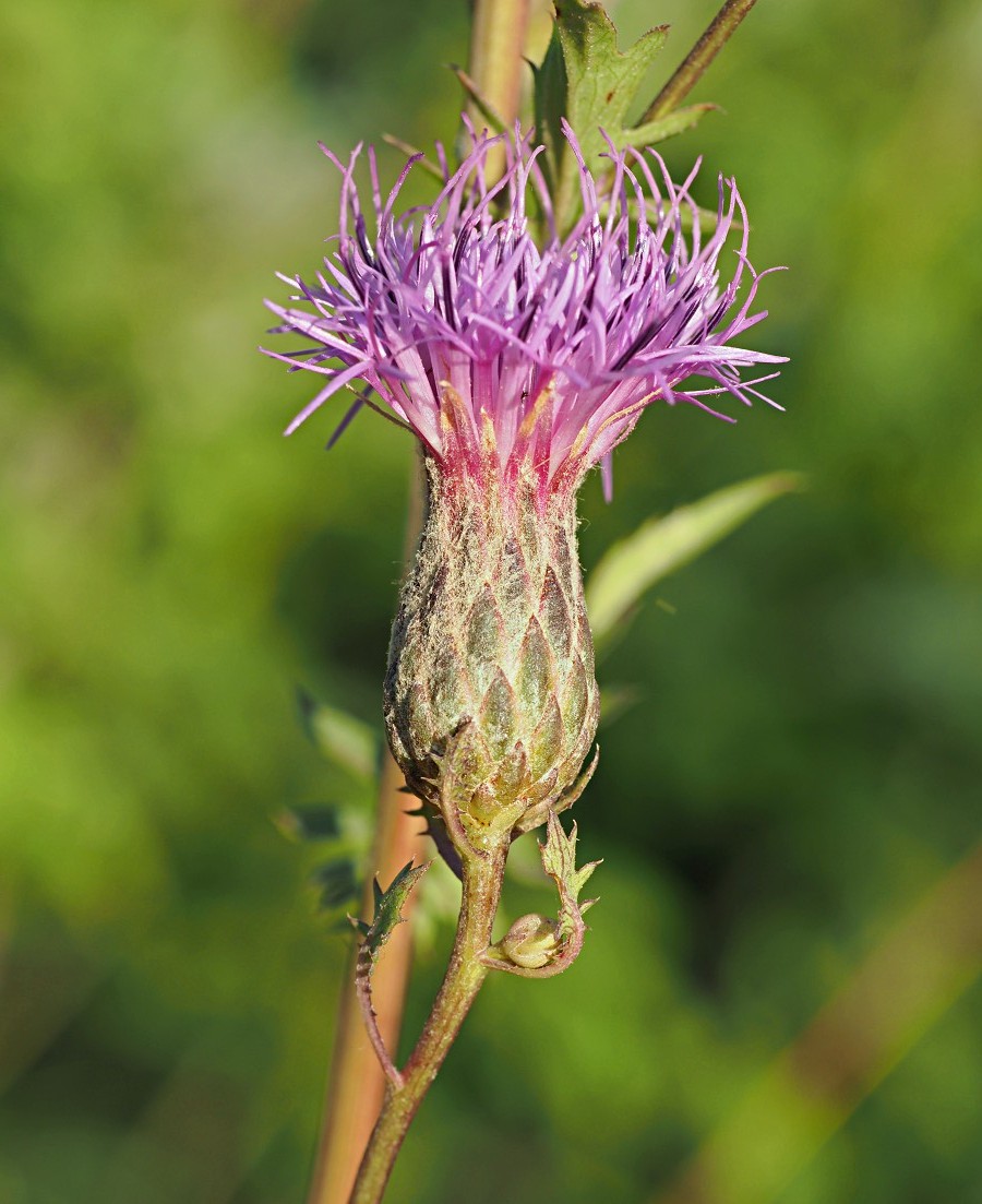 Image of Serratula coronata specimen.