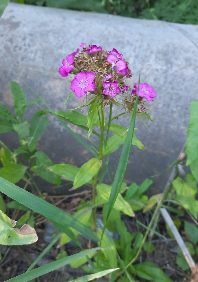 Изображение особи Dianthus barbatus.