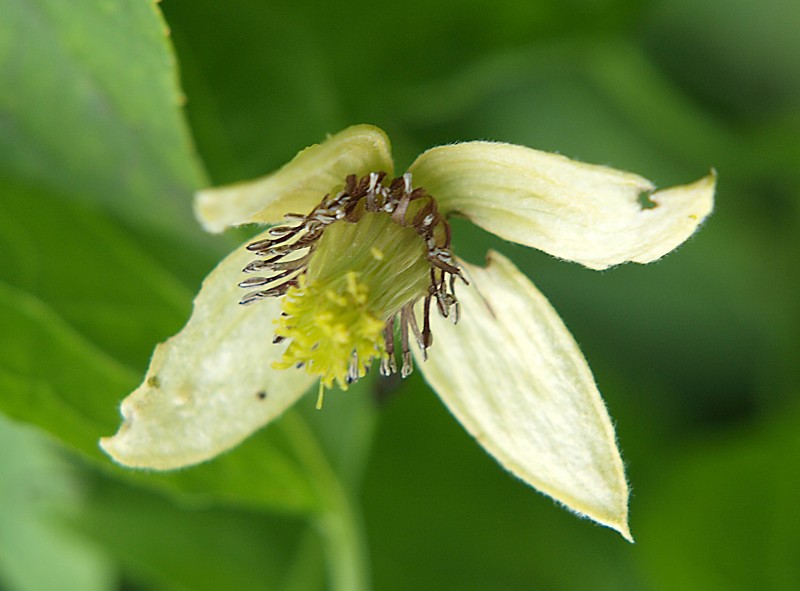 Image of Clematis serratifolia specimen.