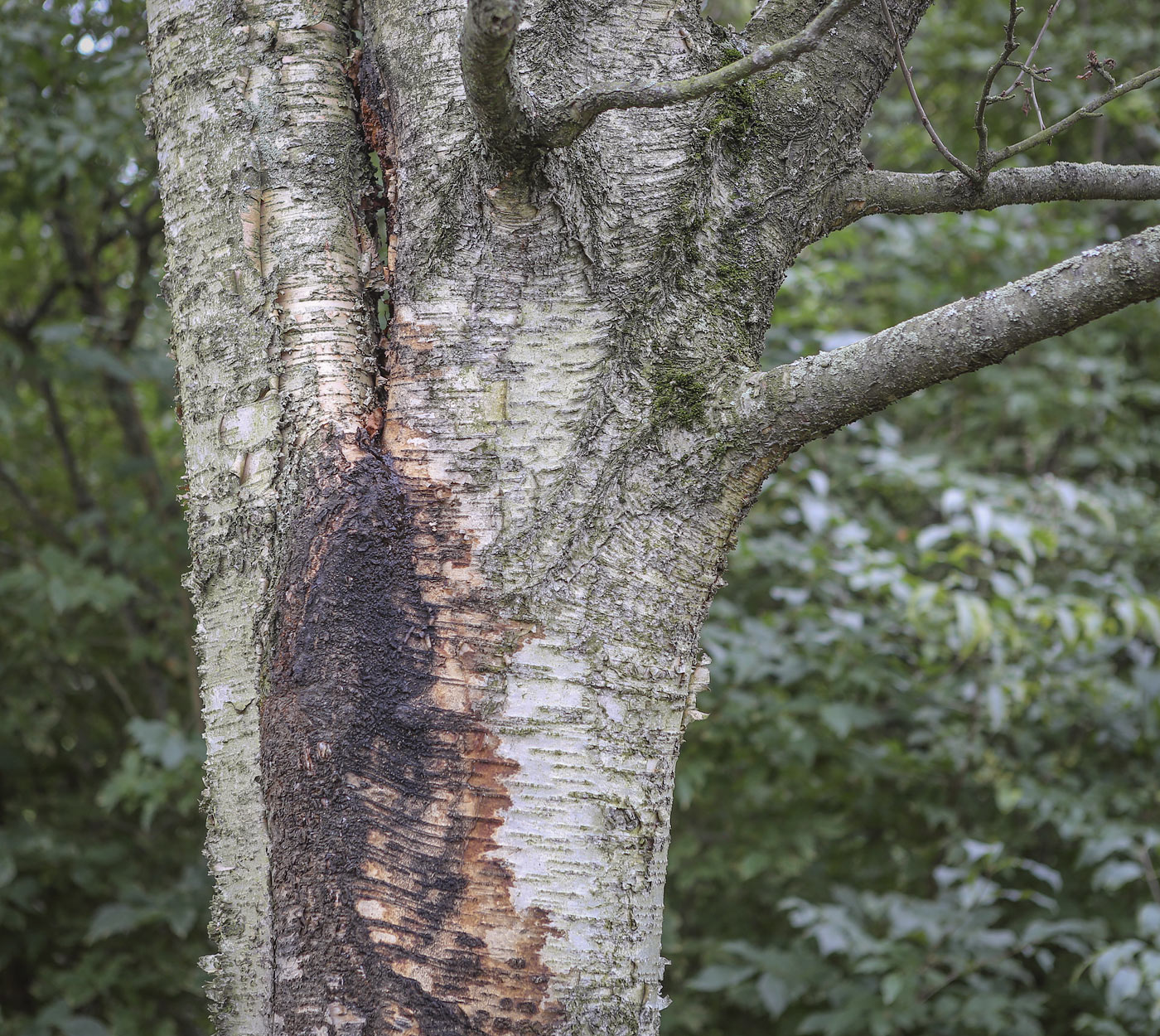 Image of Betula &times; kusmisscheffii specimen.