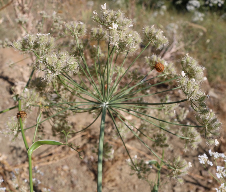 Image of Astrodaucus orientalis specimen.