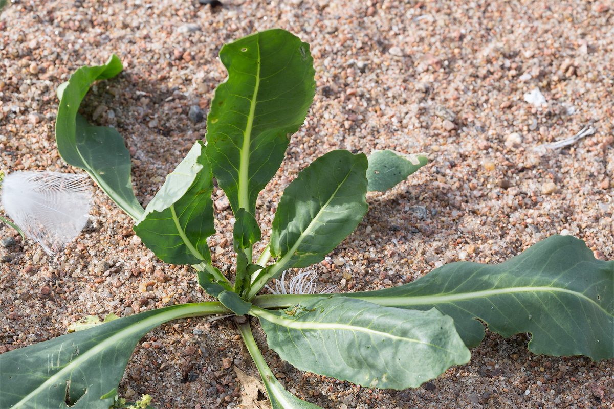 Image of Isatis tinctoria specimen.