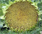 Helianthus annuus