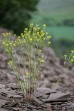 Erysimum canescens