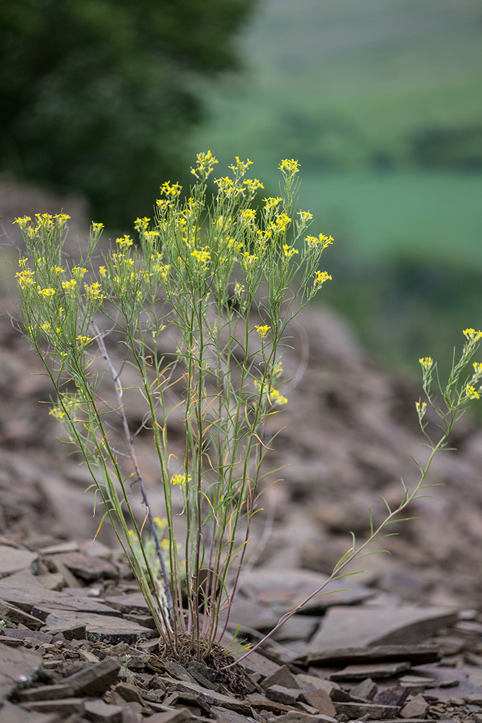 Image of Erysimum canescens specimen.