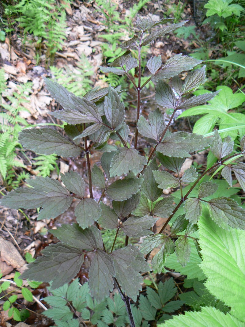 Image of genus Cimicifuga specimen.