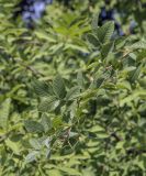Rosa corymbifera