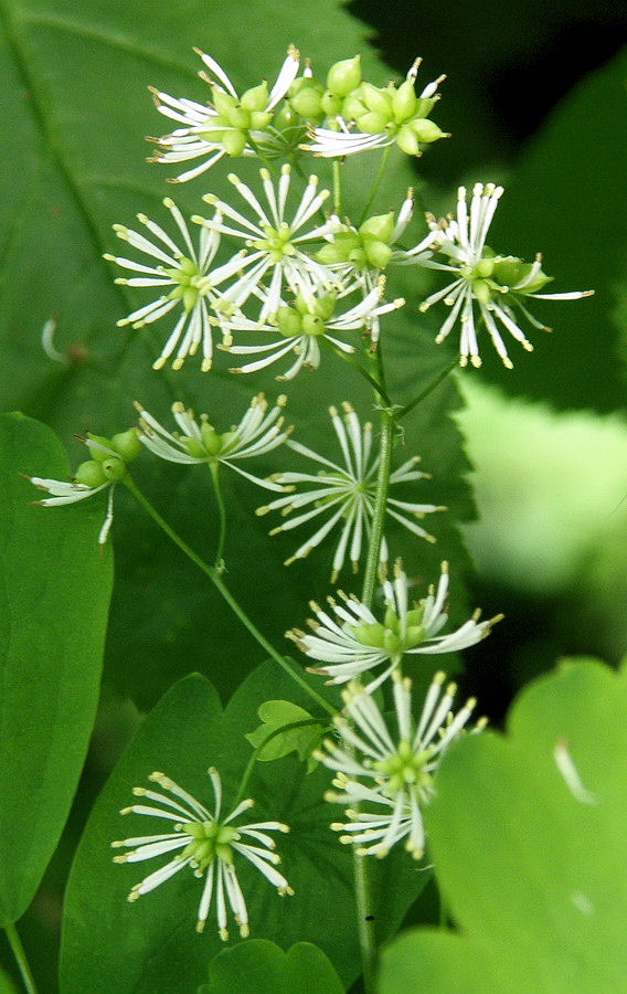 Image of Thalictrum baicalense specimen.