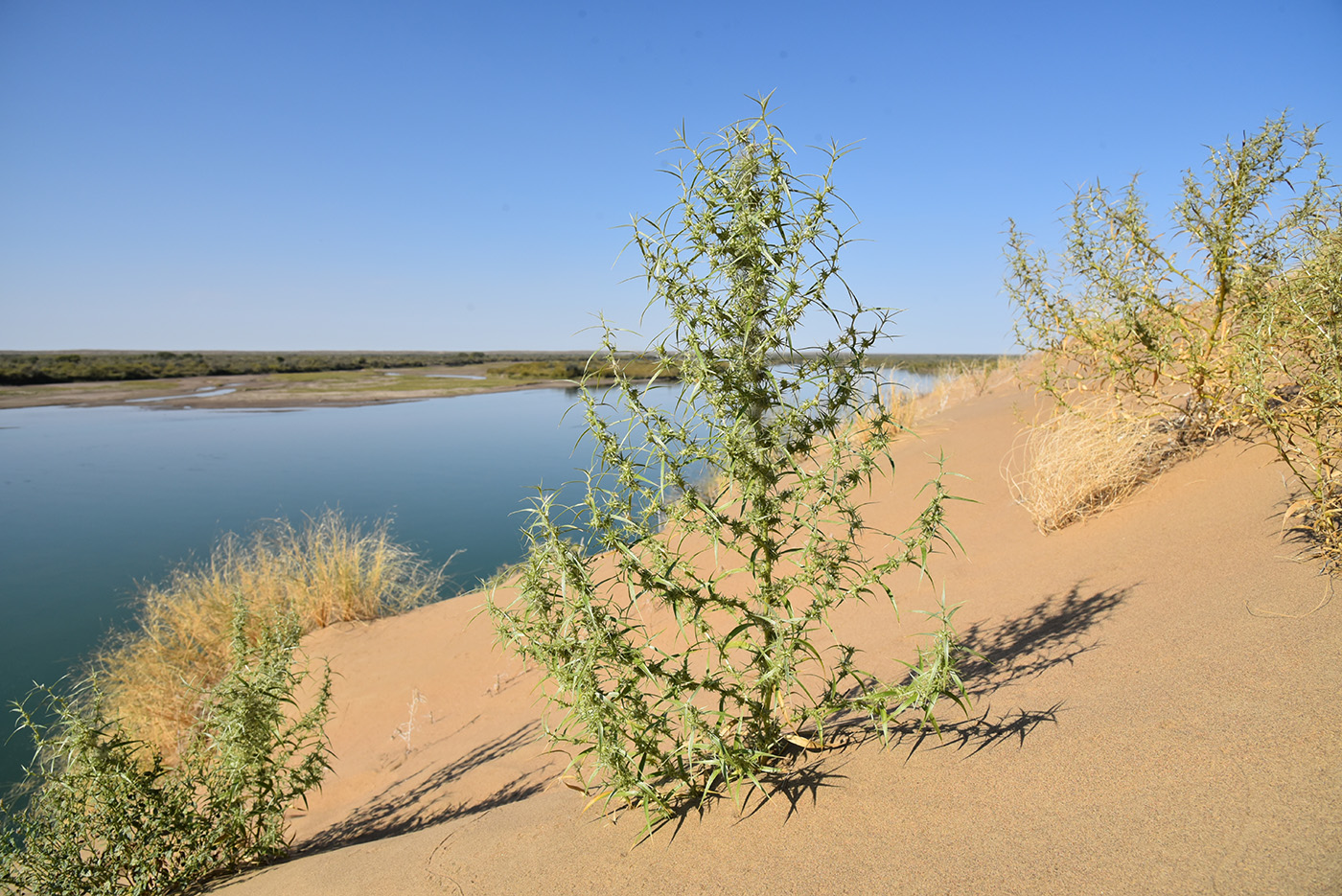 Изображение особи Agriophyllum pungens.