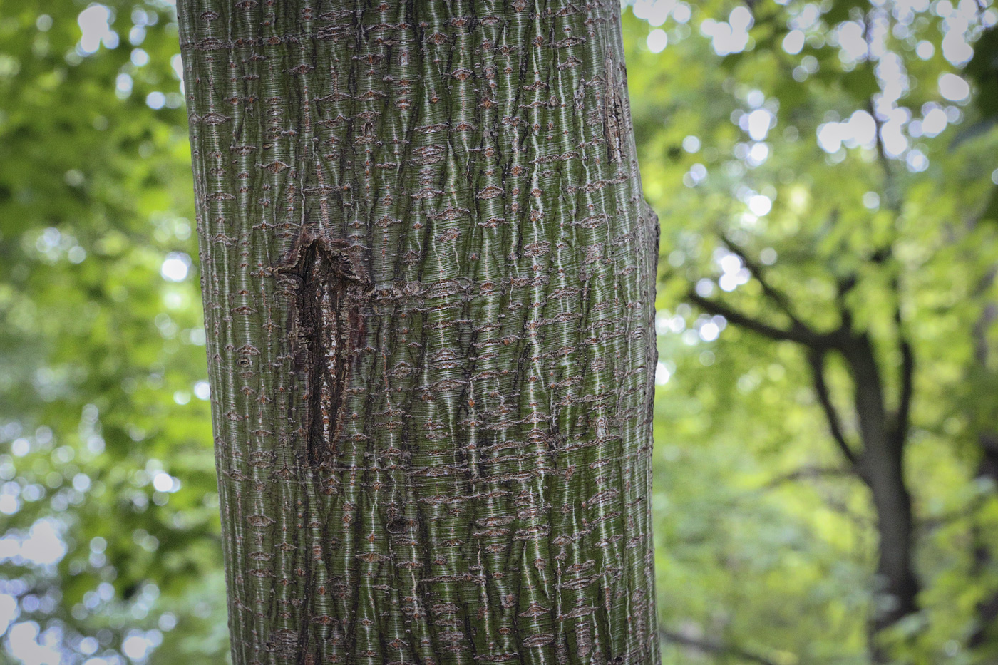Image of Acer tegmentosum specimen.