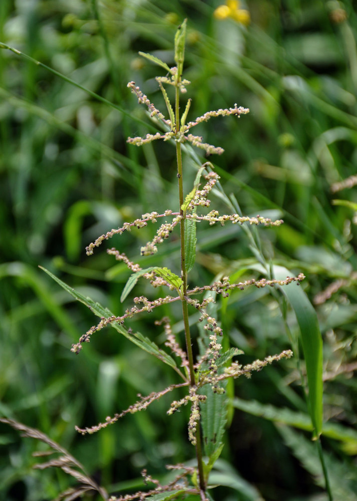 Изображение особи Urtica angustifolia.