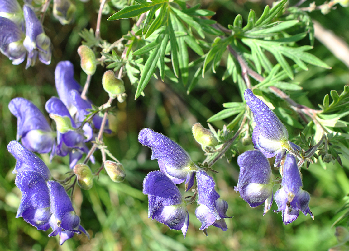 Image of Aconitum volubile specimen.