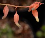 Gasteria obliqua