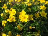 Potentilla anserina