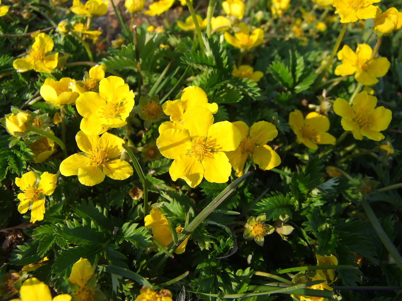 Image of Potentilla anserina specimen.