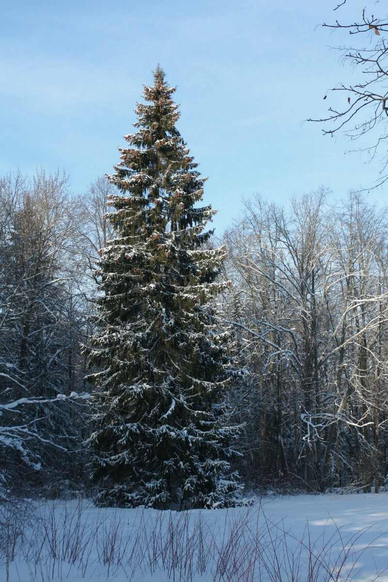 Изображение особи Picea abies.