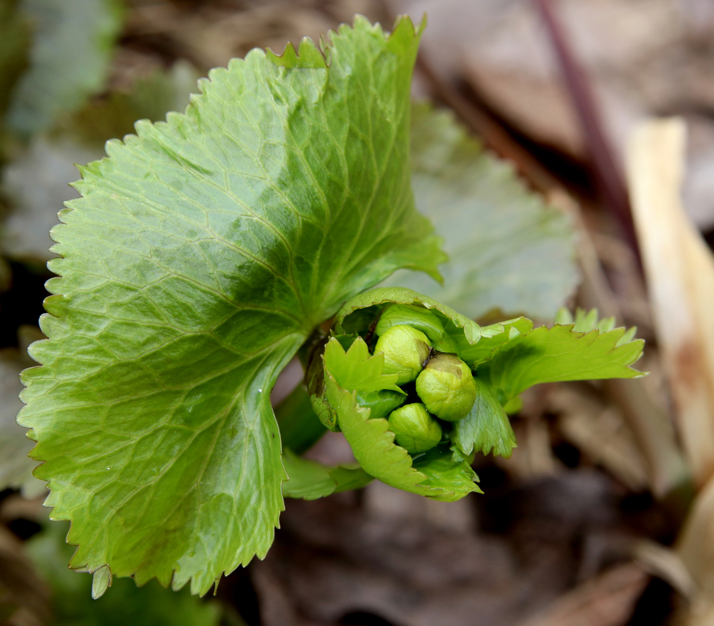 Image of Caltha palustris specimen.