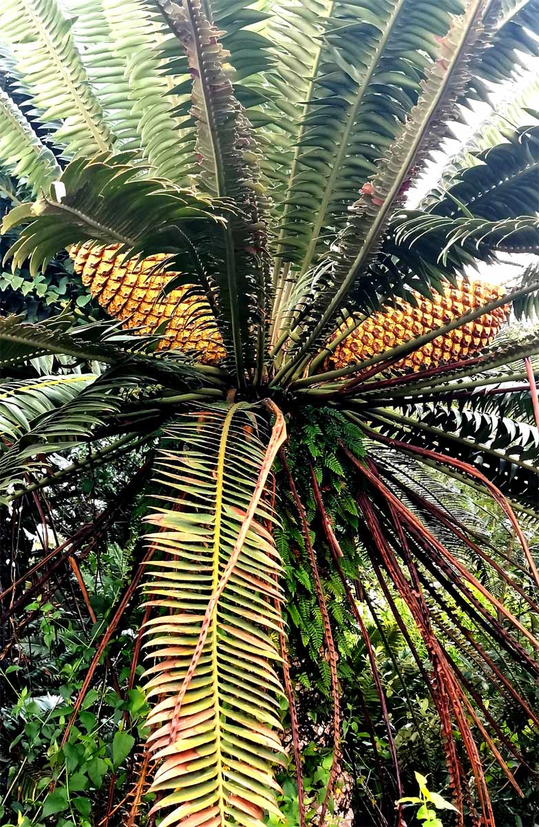 Image of Encephalartos transvenosus specimen.