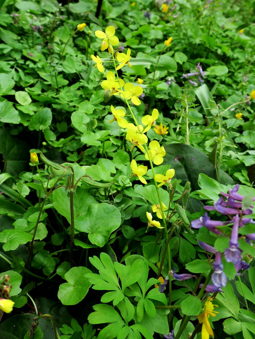 Image of Epimedium colchicum specimen.