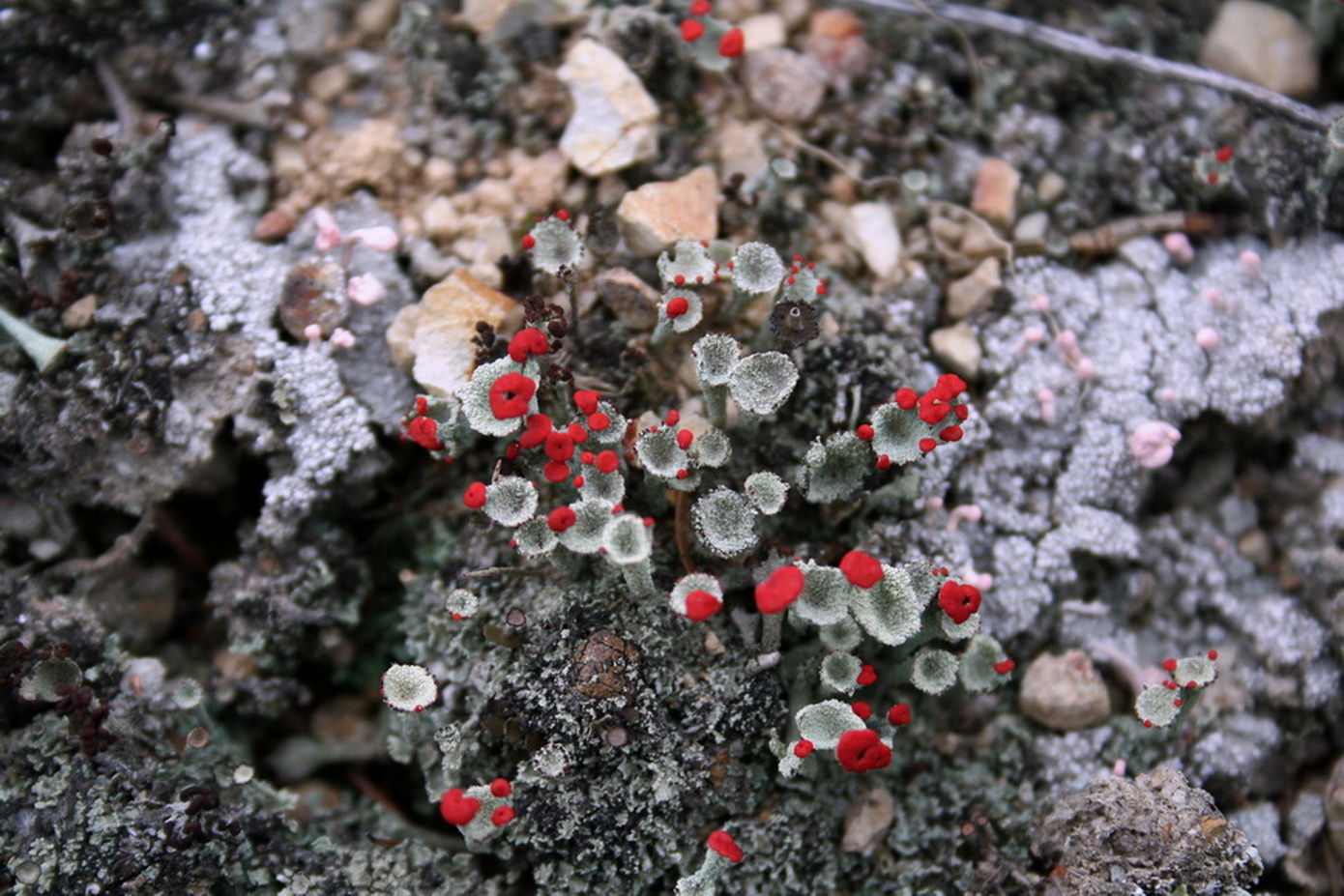 Изображение особи Cladonia coccifera.