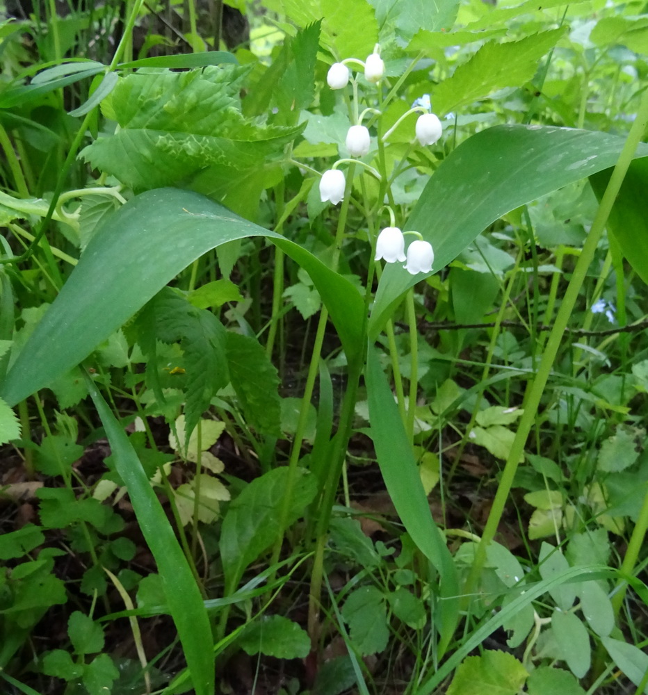 Image of Convallaria majalis specimen.