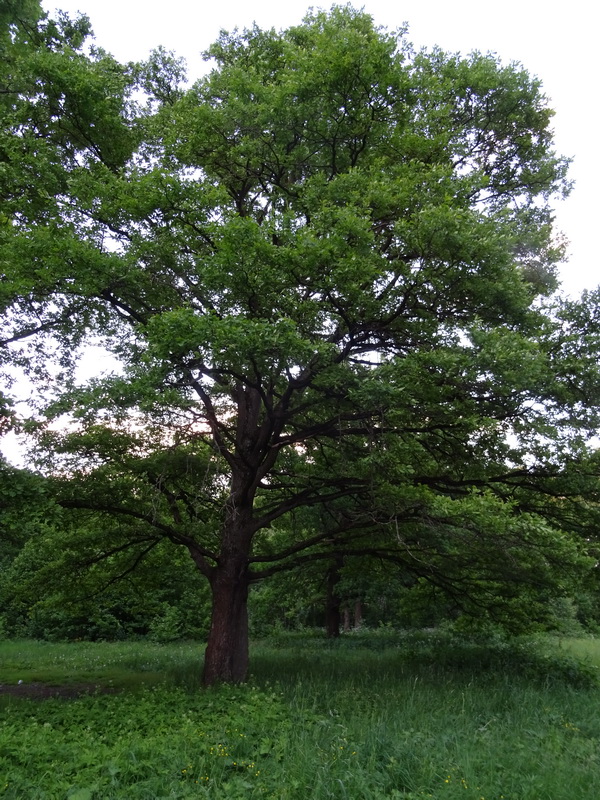 Image of Quercus robur specimen.