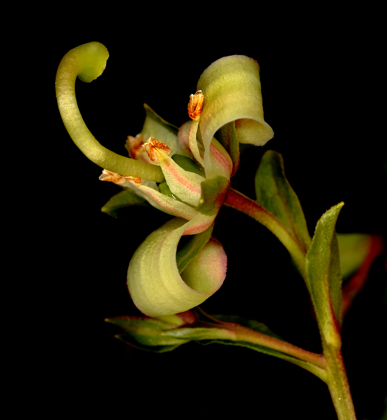 Изображение особи Elliottia bracteata.