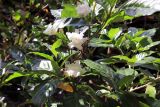Tabernaemontana divaricata. Ветвь с цветками (махровый культивар). Мадагаскар, провинция Туамасина, регион Ацинанана, заповедник \"Пальмариум\". 14.10.2016.