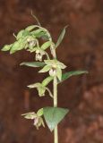 Epipactis persica. Соцветие. Горный Крым, окр. с. Генеральское, буковый лес. 15 июля 2022 г.