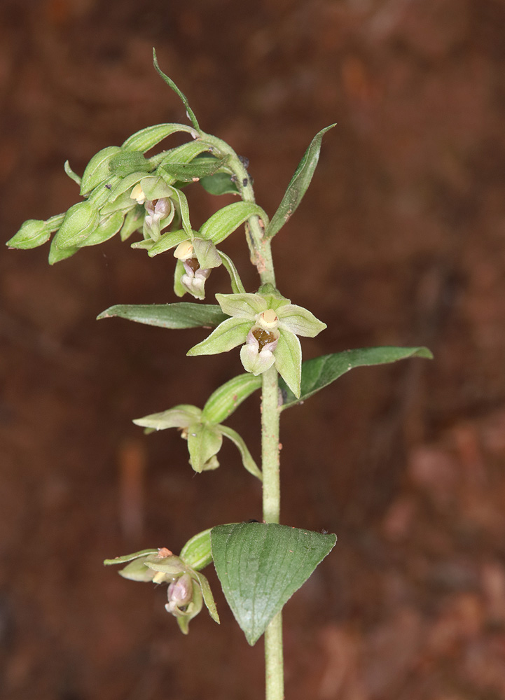 Image of Epipactis persica specimen.