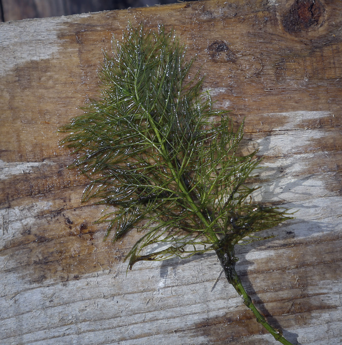 Image of Myriophyllum verticillatum specimen.