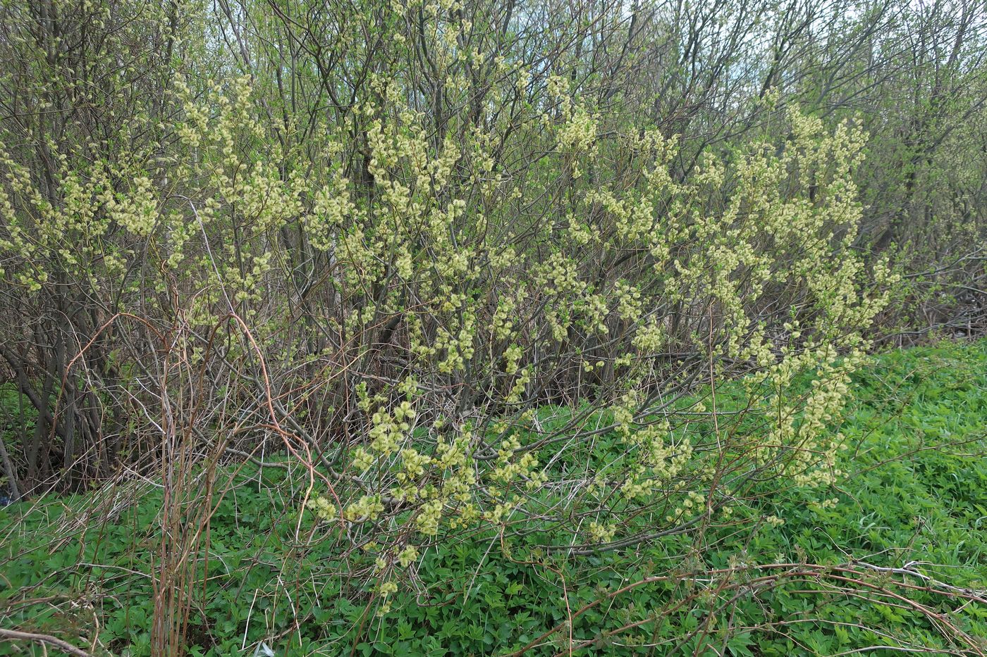 Изображение особи Salix myrsinifolia.